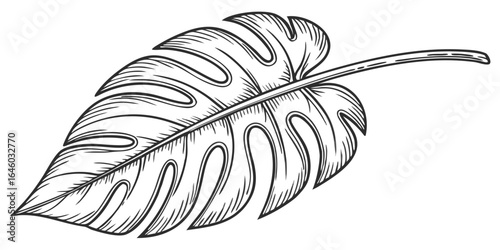 monstera tropical leaf line drawing botanical illustration with detailed veining and split patterns isolated on white background.