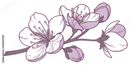 graceful cherry blossom flowers line art in mauve pink tones for romantic spring decor isolated on white background.