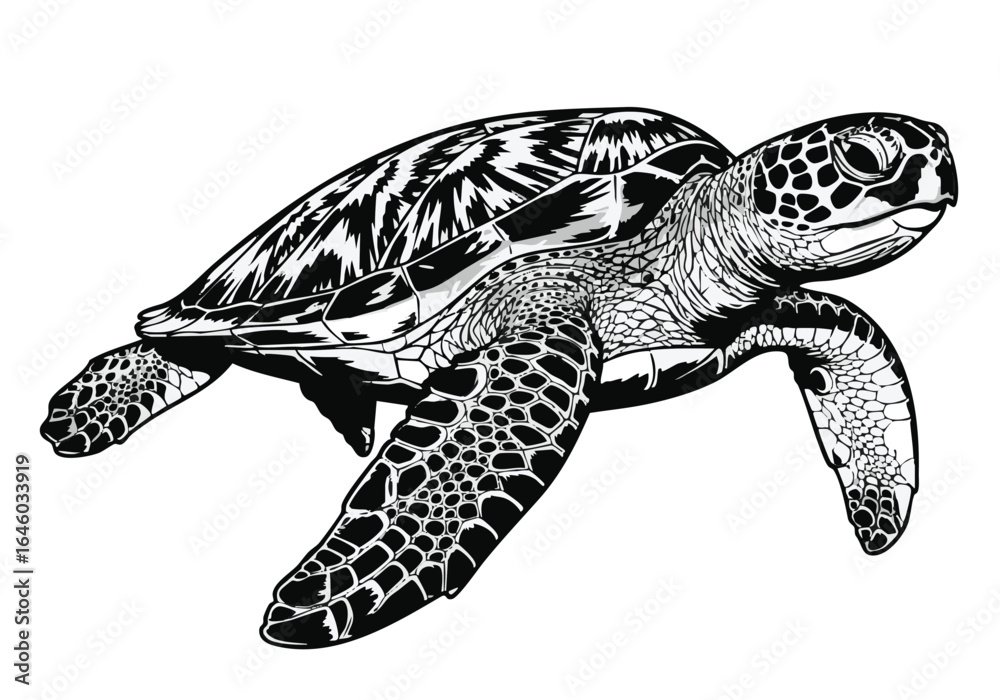 Obraz premium Detailed Black and White Illustration of a Sea Turtle Swimming Gracefully in the Ocean a Marine Animal Conservation Art