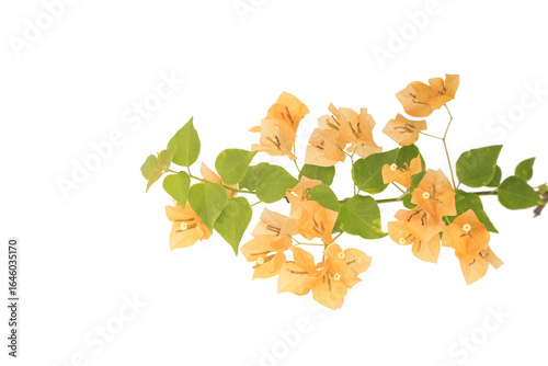 Bougainvilleas branch  isolated on white background.Save with clipping path.