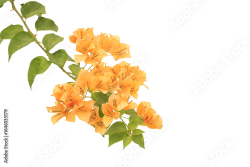 Bougainvilleas branch  isolated on white background.Save with clipping path.