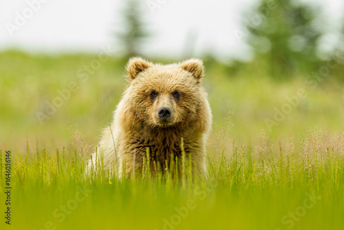 Fotografía Coastal Brown Bear, Grizzly Bear taken in Lake Clark Alaska