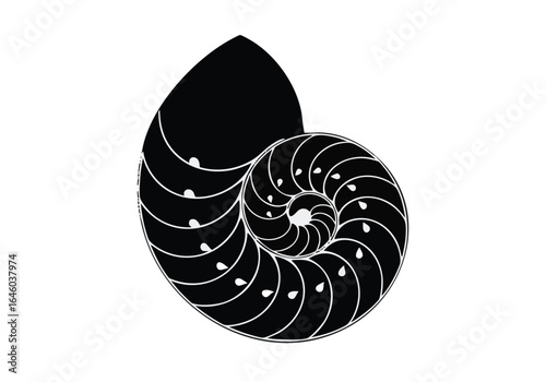 Black and White Nautilius Shell Illustration Spiraling Geometric Pattern Minimalist Design Science Nature and Marine Life
