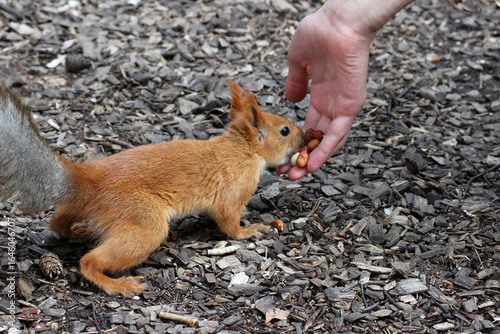 A squirrel eats nuts from a child's hand