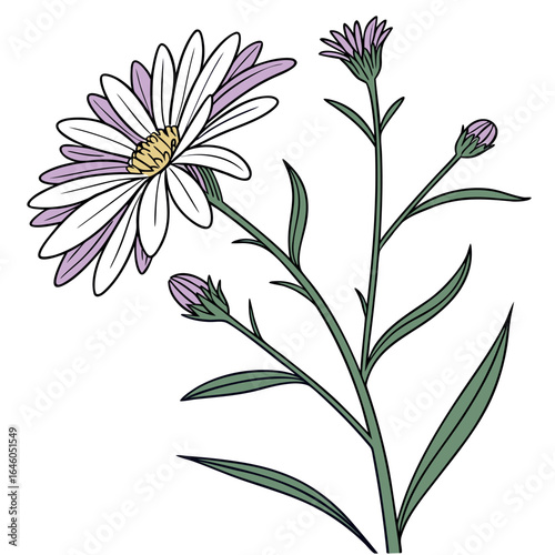 vector illustration of aster