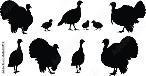 Silhouette set of turkeys and chicks, farm bird vector collection, Thanksgiving poultry icons, isolated black illustrations for rural design