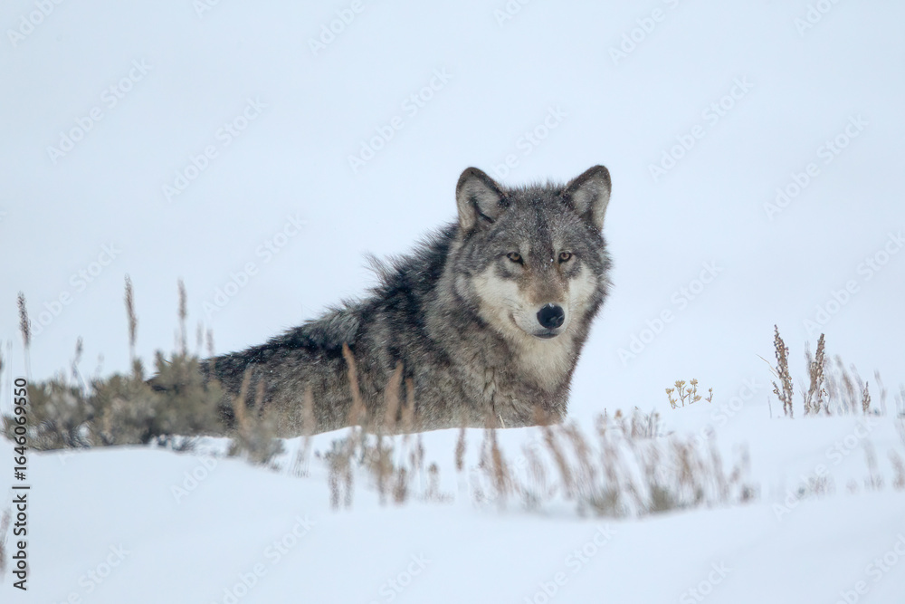 Fototapeta premium Gray Wolf taken in yellowstone NP