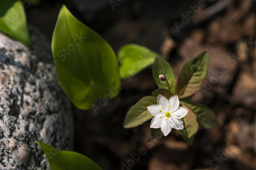 Close-up of a Arctic starflower, Lysimachia europaea, Finland