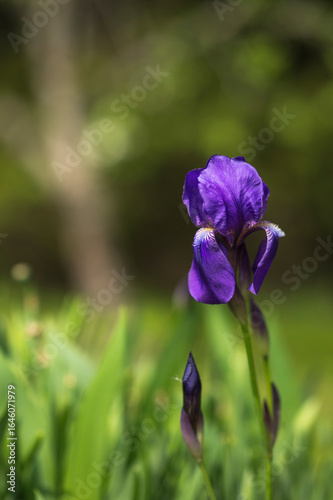 Iris flower in bloom, Finland