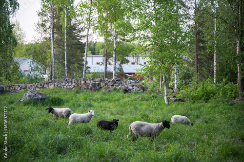 sheep grazing in the field, Finland