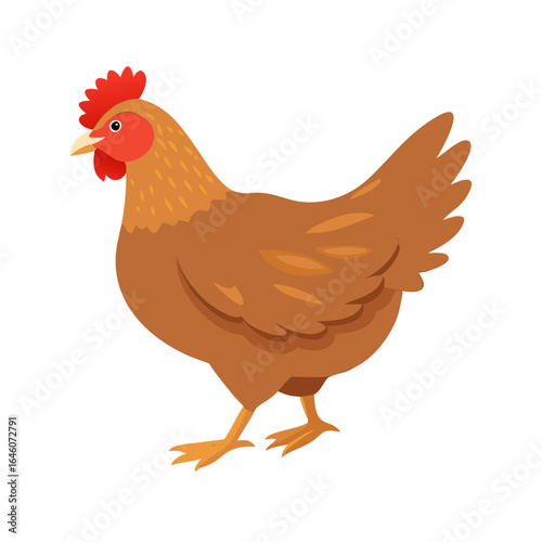 Brown hen domestic bird with red comb isolated on white. Egg-production chicken walking. Poultry, broiler, farm animal. Flat cartoon country fowl cockerel rural character. Vector illustration
