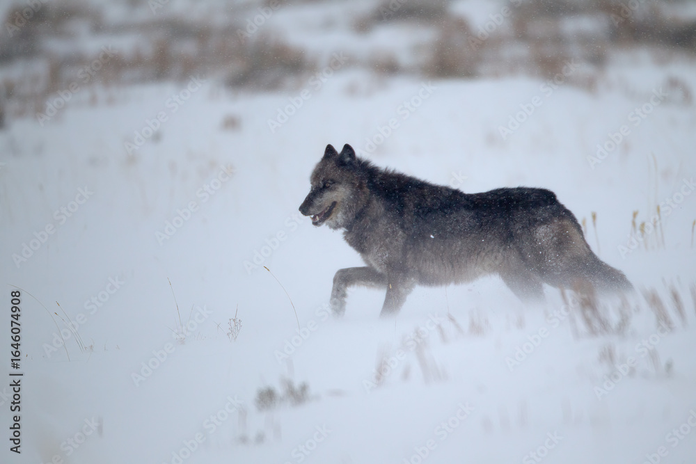 Fototapeta premium Gray Wolf taken in yellowstone NP