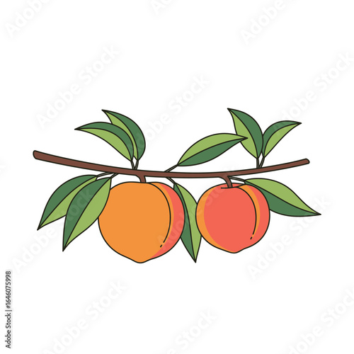 Two peaches on a branch with leaves, simple line art illustration.