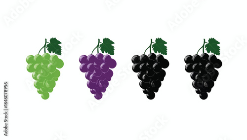 Colorful Grapes Variety Illustration Different Color Variations of Grape Bunches on White Background Representing Fresh Fruits and Healthy Food Choices for Nutrition and Dietary Consumption