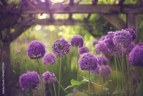 Purple allium flowers garden summer bloom