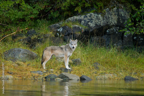 Gray Wolf at waters edge taken in BC Canada