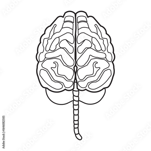 Human brain icon with editable stroke, Simple brain diagram illustration