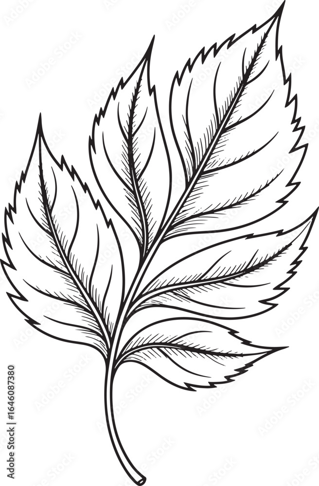 Obraz premium Detailed Leaf Silhouette with Veins and Serrated Edges on Transparent Background