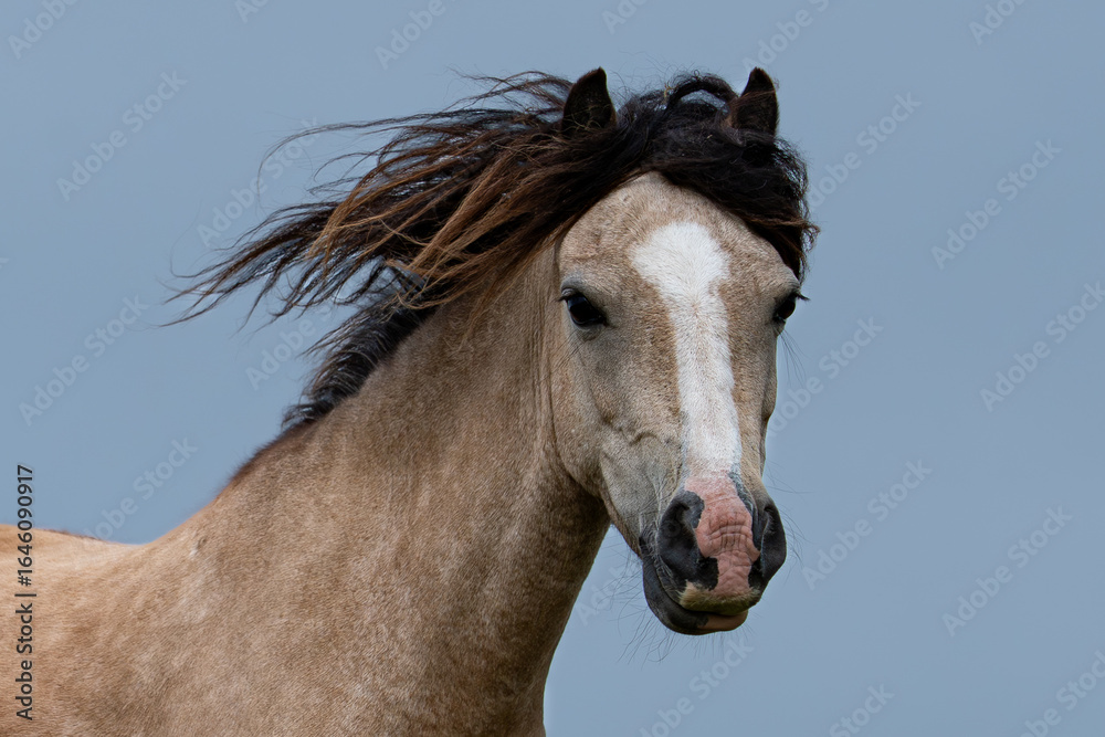 Obraz premium Various photos of wild horses—white and chestnut—with foals, grazing, walking, standing, and observing. Their manes are shaggy, and their hooves are unshod.