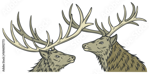 two stag heads with large antlers in profile facing one another in a detailed illustration design and isolated on white background.
