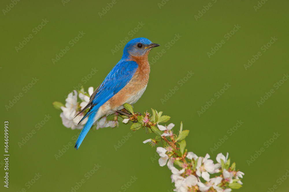 Obraz premium Eastern Bluebird on flowers taken in southern MN in the wild