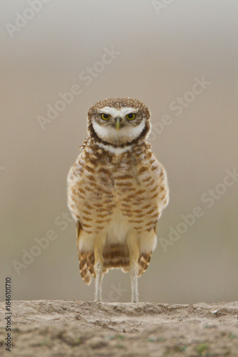Burrowing Owl taken in south dakota in the wild