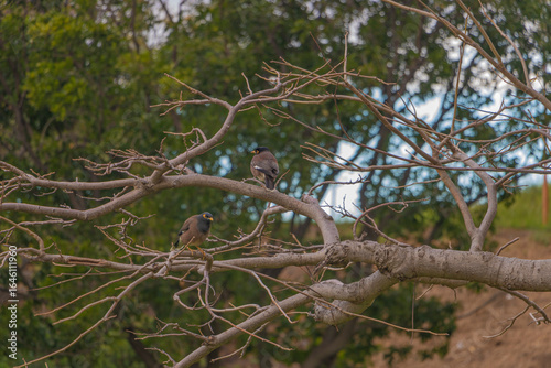 Oiseaux sur les branches d'un arbre