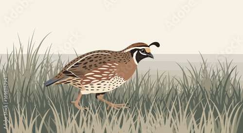 Elegant Quail Illustration in Grassy Meadow with Soft Pastel Hues and Detailed Feathering