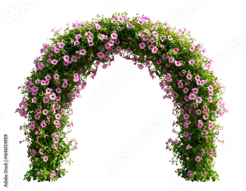 Fototapeta Naklejka Na Ścianę i Meble -  A pink arch of morning glory flowers, hanging against a transparent background.