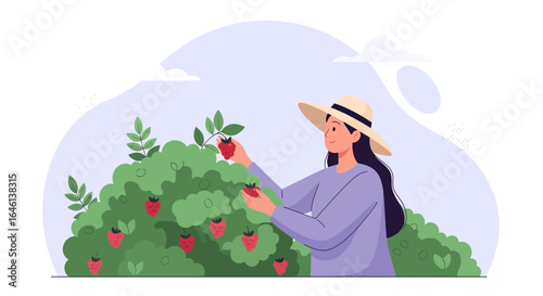 Illustration of a woman with a hat picking fresh strawberries from a lush bush outdoors
