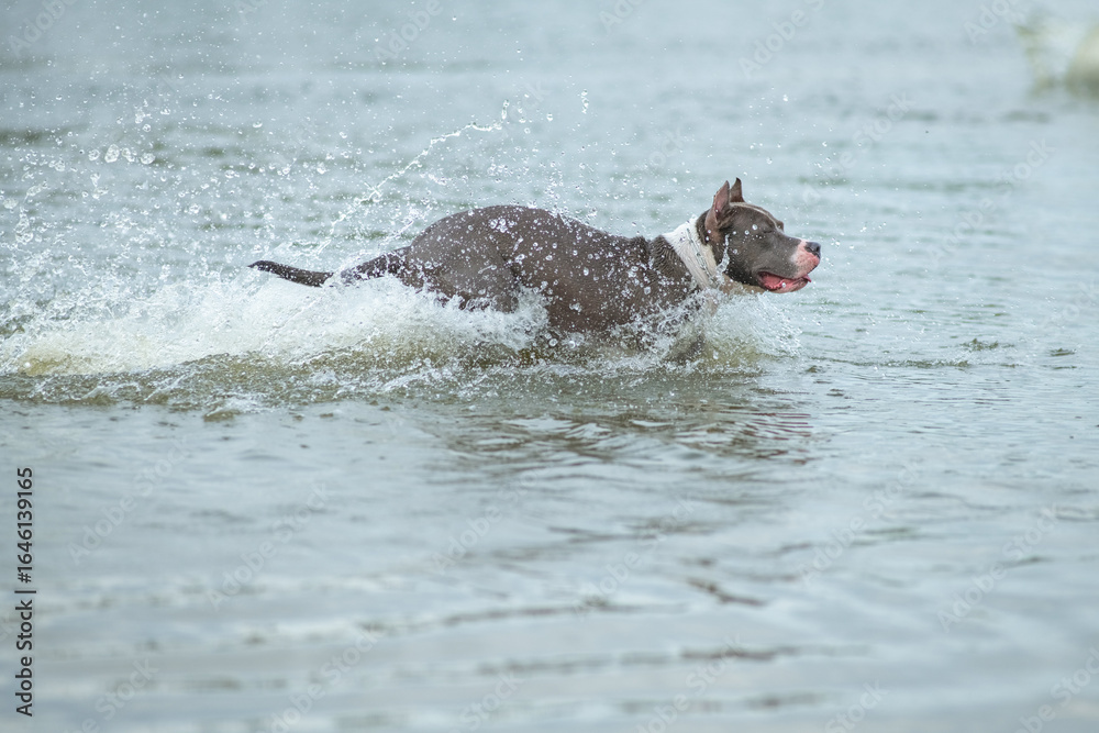 Fototapeta premium A beautiful purebred Staffordshire Terrier exercises in a summer lake.