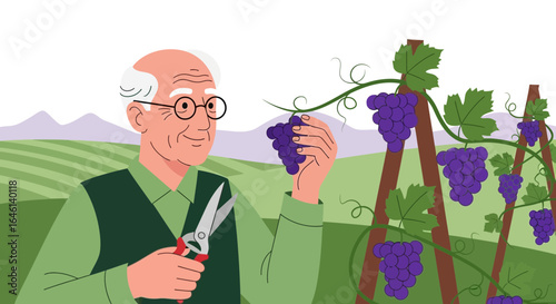 Illustration of elderly man harvesting grapes in a vineyard on a sunny day with greenery backdrop