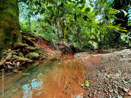 Crystal-clear creek in the middle of Costa Rica’s tropical rainforest, surrounded by exposed roots, stones, and lush green vegetation