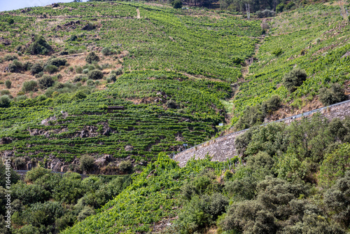 Boat tour through the Sil Canyon in Ribeira Sacra, Galicia, Spain, departing from Embarcadoiro da Ponte do Sil, Monforte de Lemos. Scenic river and vineyards.