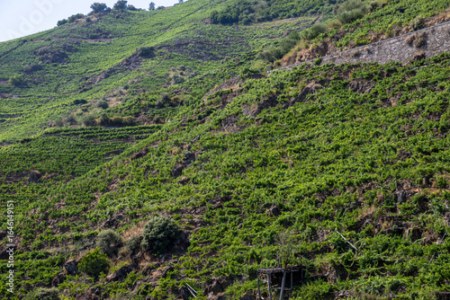 Boat tour through the Sil Canyon in Ribeira Sacra, Galicia, Spain, departing from Embarcadoiro da Ponte do Sil, Monforte de Lemos. Scenic river and vineyards.