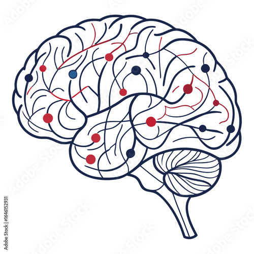 An anatomical illustration of a human brain.