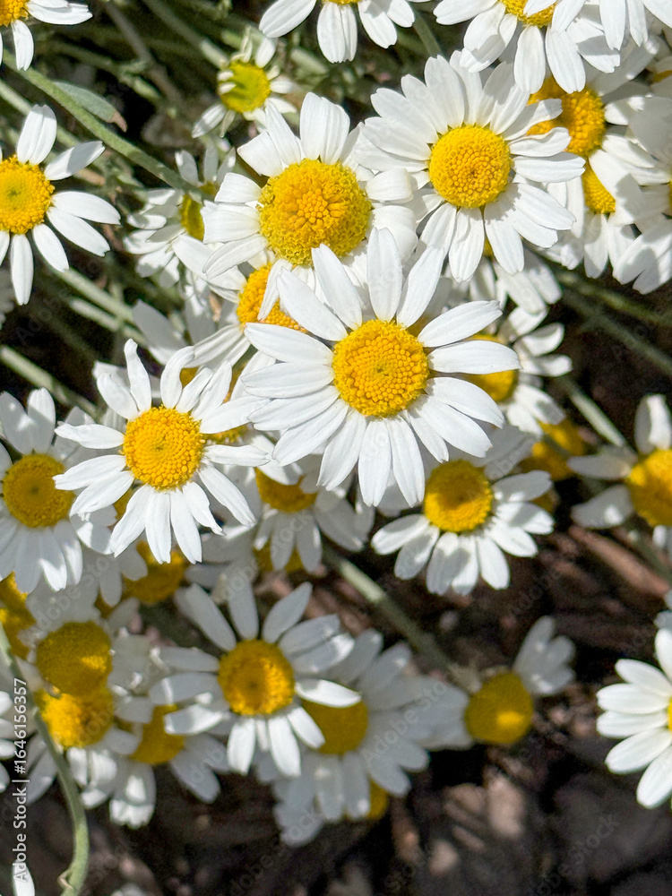 Obraz premium Close-up of chamomile flowers