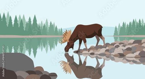 Moose drinking water from a serene lake reflecting forest scenery and its image creating a tranquil natural landscape