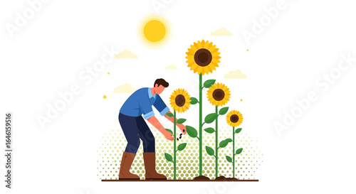 Man harvesting sunflowers in a field under the sun on a bright summer day showcasing agricultural practices and farming livelihood