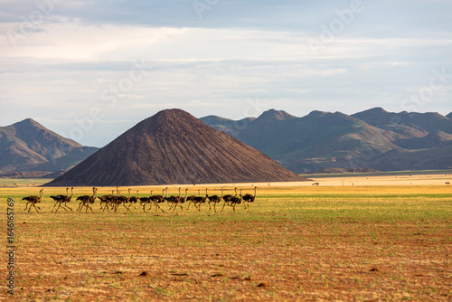 Flock of ostriches running in front of the black mountain