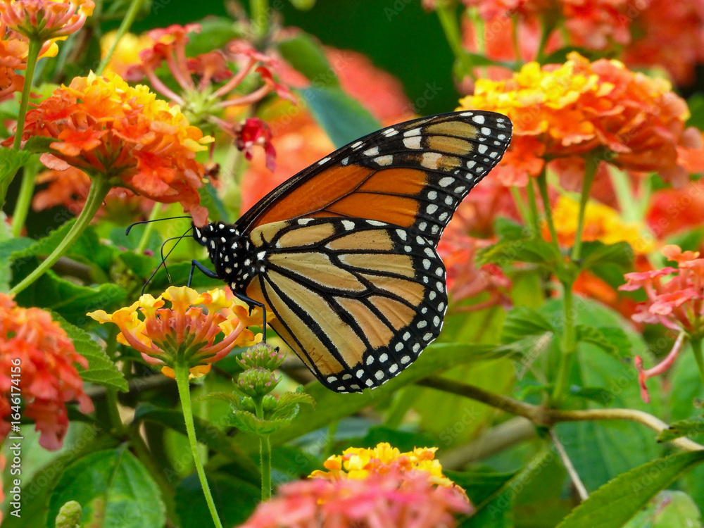 Fototapeta premium Monarch butterly collecting nectar from the colourful flowers