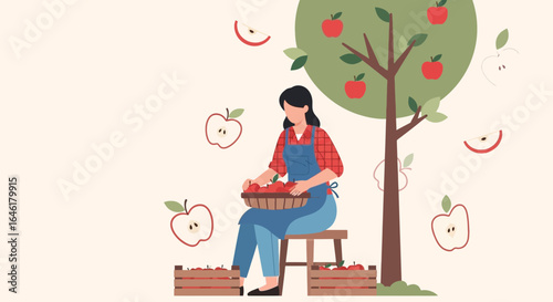 Vector illustration of a woman harvesting ripe red apples from an orchard tree with crates ready to receive the harvest