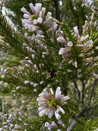 Inflorescence of a Pichi Fabiana Imbricata flowers. Also known as: pichi-pichi or romero bush.