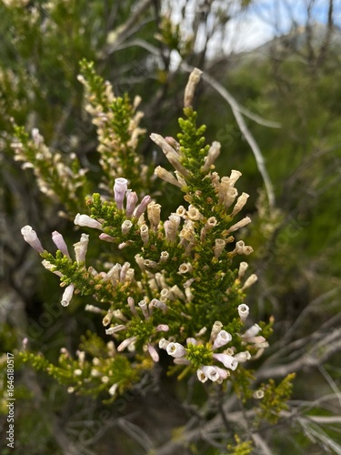 Inflorescence of a Pichi Fabiana Imbricata flowers. Also known as: pichi-pichi or romero bush.