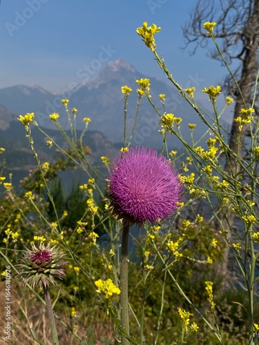 Close-up of a vibrant thistle flower, Silybum marianum herbal remedy, Mary Thistle 
