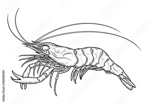 Vector art of detailed black and white illustration of a shrimp isolated on white background
