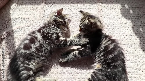 Playful kittens wrestling on soft blanket