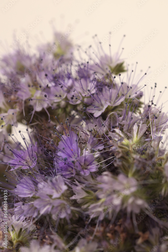 Naklejka premium Close-up selective soft focus lilac, beige small flower, pistil, stamen. Macro natural background.