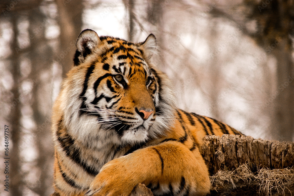 Obraz premium tiger portrait