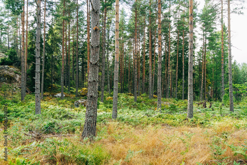Obraz premium Swedish Forests – Lush Scandinavian Wilderness